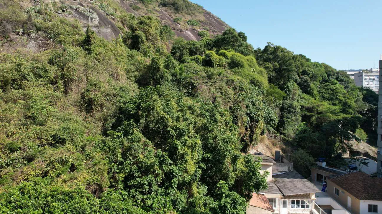 Mata atlântica do morro vista do quinto andar, pelos fundos do prédio